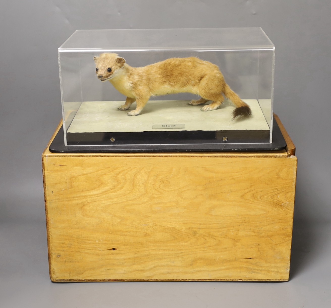 A taxidermy stoat in Perspex case and museum crate